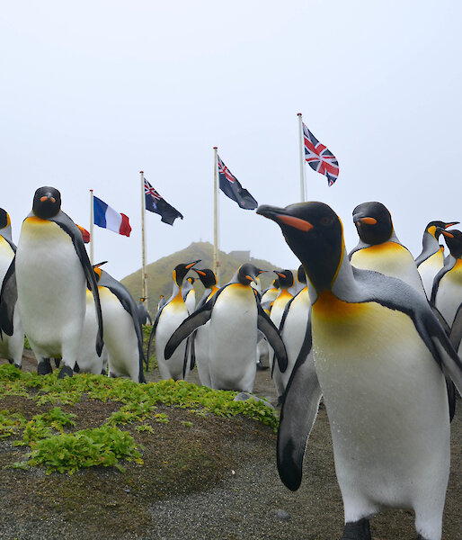 Low angle close view of large group of king penguins in front of station flagpoles