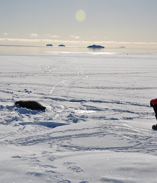 Expeditioner and seals