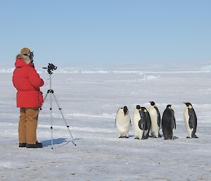 Emperor penguins and expeditioner