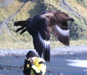 Macquarie Island expeditioner photographing a skua
