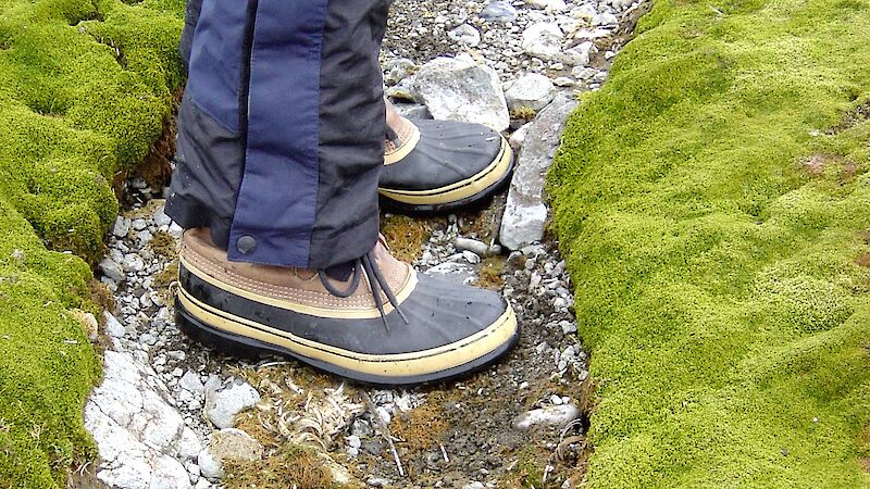 Photo of person’s feet on a path amongst senstive plants.