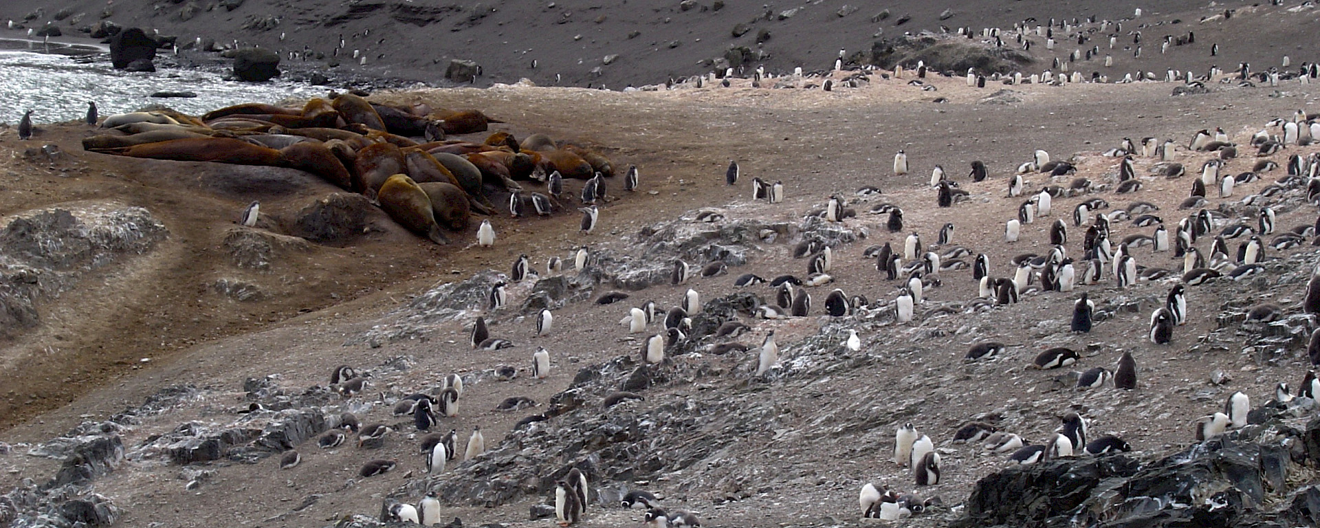 Seals lie in a cluster with lots of penguins close by.