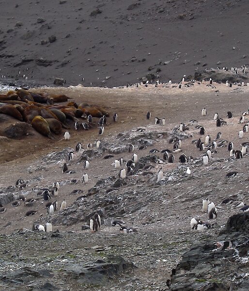 Seals lie in a cluster with lots of penguins close by.
