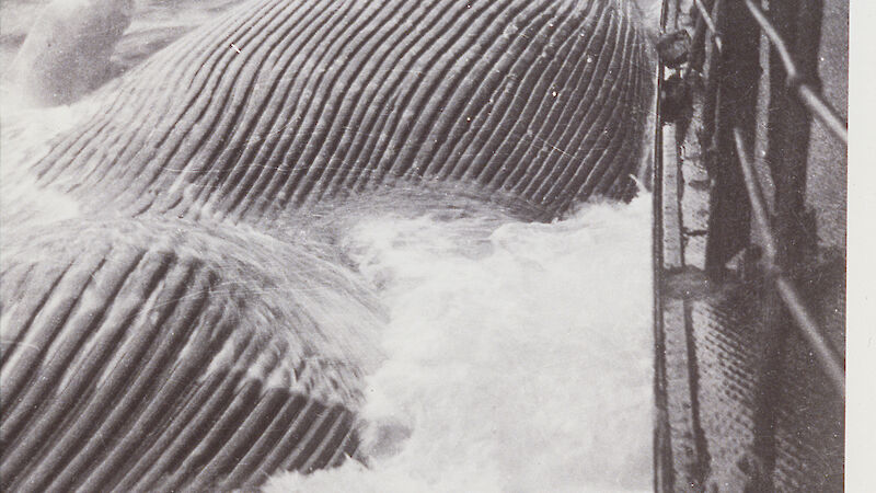 A huge dead whale is pulled up beside a whaling