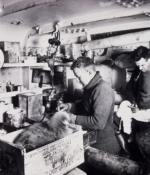 A vintage photo of 2 men preparing bird specimens and other scientific samples
