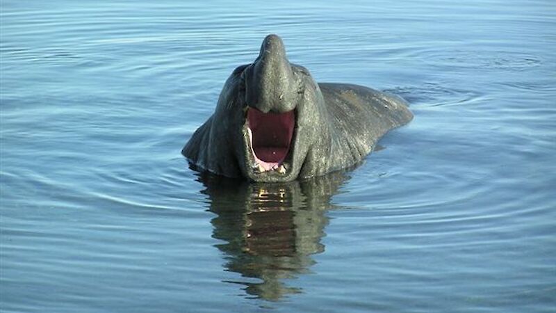 Bull Elephant seal in water