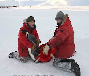 Two scientists trying to capture an emperor penguin