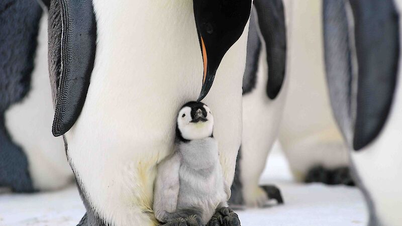 Emperor penguin chick on parent’s feet