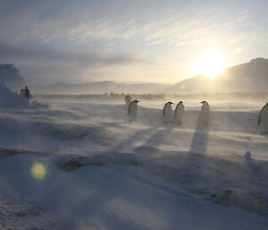 Penguins in a slight blizzard — five in foreground, a few milling around the edges but a huge group in back of thousands