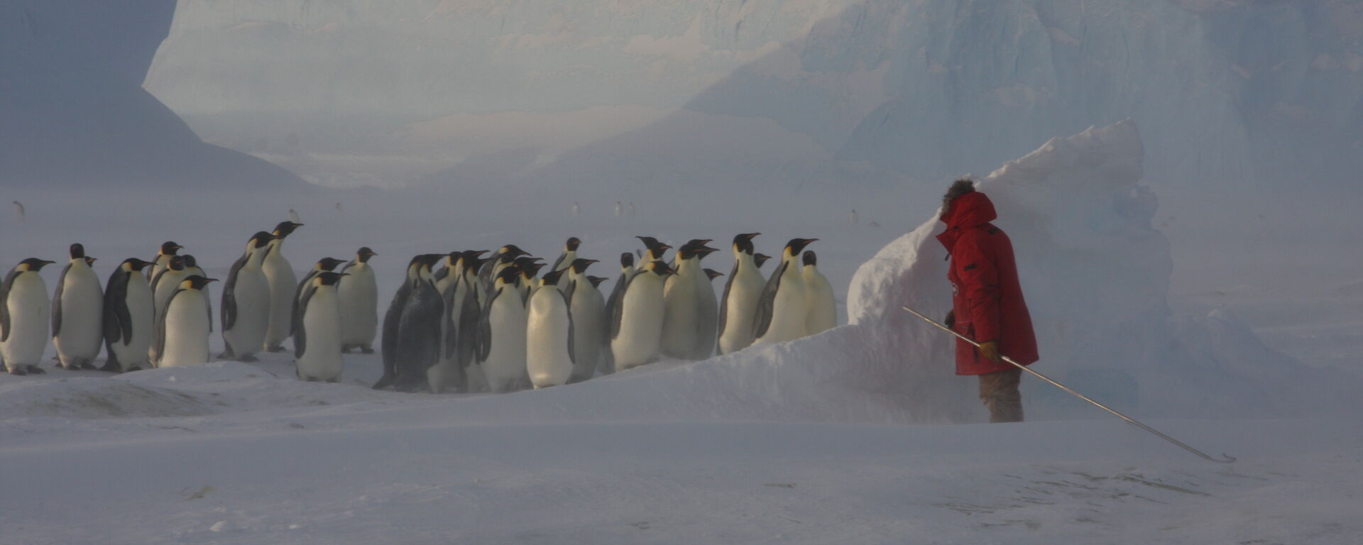 Expeditioner hiding behind some ice with penguins in background