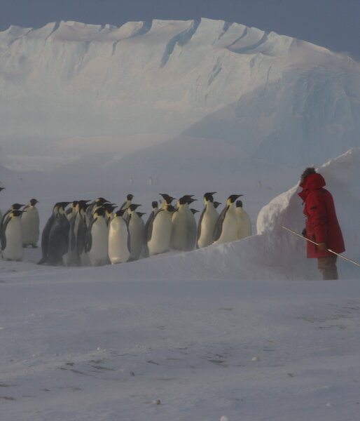 Expeditioner hiding behind some ice with penguins in background