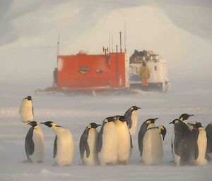 Penguins standing near the RMIT van on a blowy day, expeditioner in background