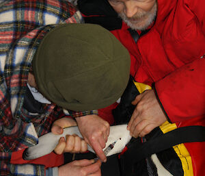 Robyn takes up to 5ml of blood from the brachial vein of the flipper while other scientist holds penguin