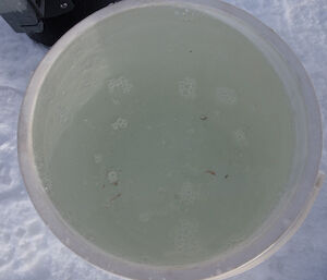 White bucket with wriggling critters in it.