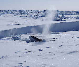 A minke whale pokes its head out of the hole in the ice.