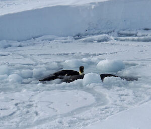 Emperor penguins stick their head out the hole in the ice.