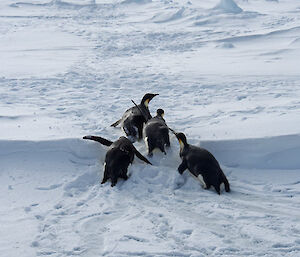 The penguins slide down the ice.