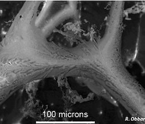 A brine channel in sea ice captured by Scanning Electron Microscopy. (Rachel Obbard)