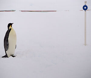 A penguin stands next to a metre higher marker in the snow