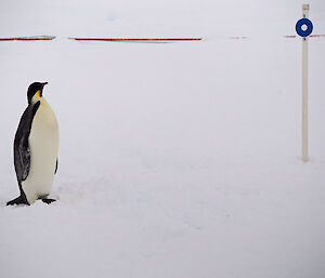A penguin stands next to a metre higher marker in the snow