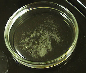 A glass petri dish with crystals like finely ground salt