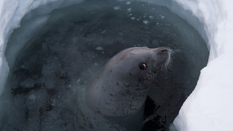 A little seal pops its head up through a hole in the ice. It is very cute.