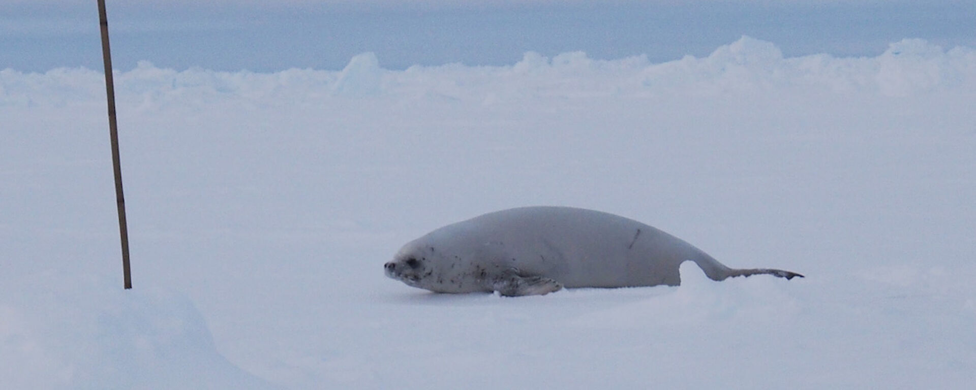 White seal lying on the ice.