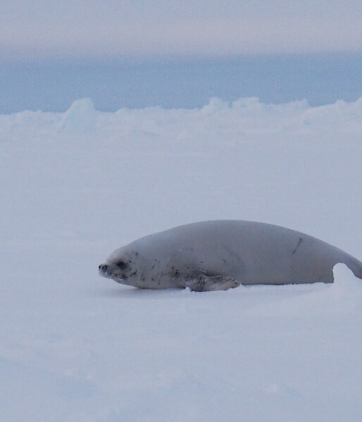 White seal lying on the ice.