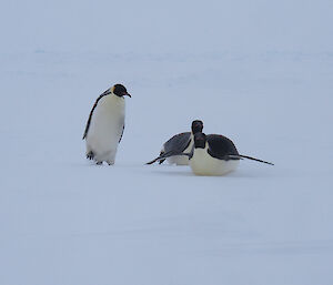 Two penguins on the ice, one lying down and sliding