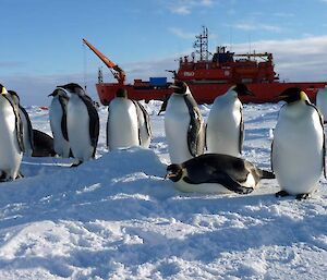 Emperor penguins checking on the scientific rigour of experiments (Photo: Patti Virtue)