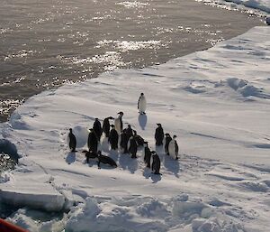 Emperor penguins hang out in the open water behind the ship (Photo: Wendy Pyper)