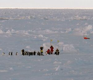 Emperor penguins surround the scientists as they go about their research (Photo: Wendy Pyper)