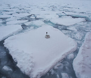 An accelerometer on ice floe (Photo: Wendy Pyper)