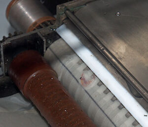 A single pink krill is visible on the silk