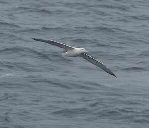 Wandering Albatross flying low over the water