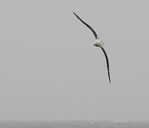 Albatross flying