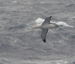 Albatross flying low over the water