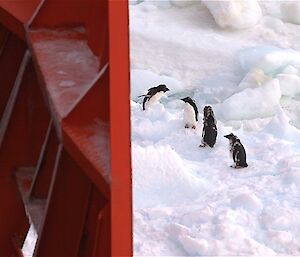 A group of four Adélie penguins almost in the path of the ship
