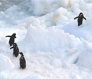 Group of four Adélie penguins retreat from the path of the ship