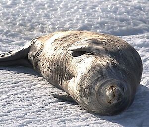 Weddell seal lying in the sun