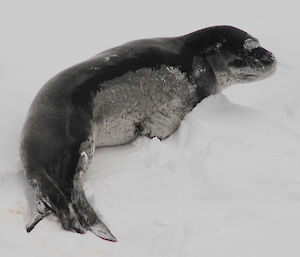 Leopard seal on the ice