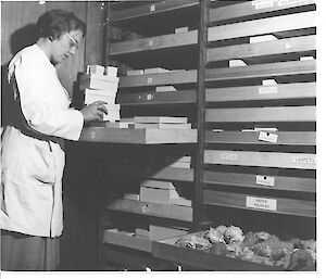 Scientist at specimen filing drawers in the museum