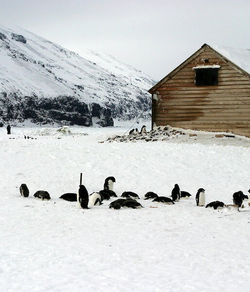 A timber hut with penguins in the foreground.