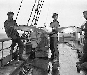 Charles Harrisson with albatross