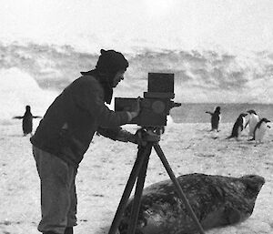 Black and white photo of an expeditioner on skis with an old film camera set on a tripod. Behind him is a large seal and some penguins.