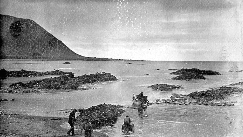 Macquarie Island Shipping Station 1911, sealers moving barrels of penguin oil.