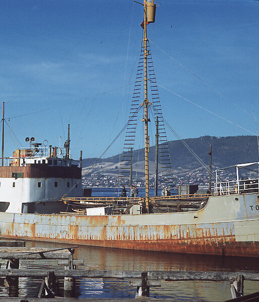 Tottan at Hobart after returning from Macquarie Island, April 1952