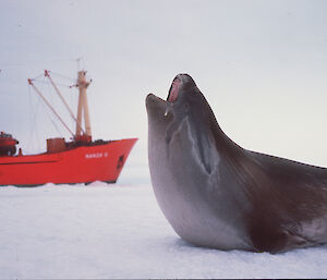 A seal in the foreground appears larger than the orange ship in the background.