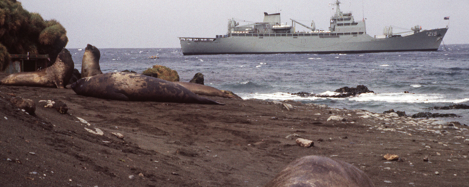 HMAS Stalwart and elephant seal, 1985