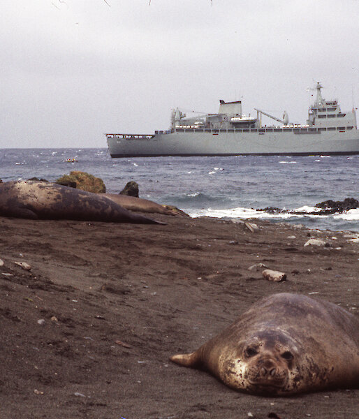 HMAS Stalwart and elephant seal, 1985